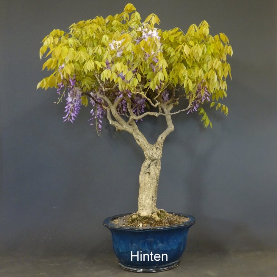 Blauregen, Wisteria